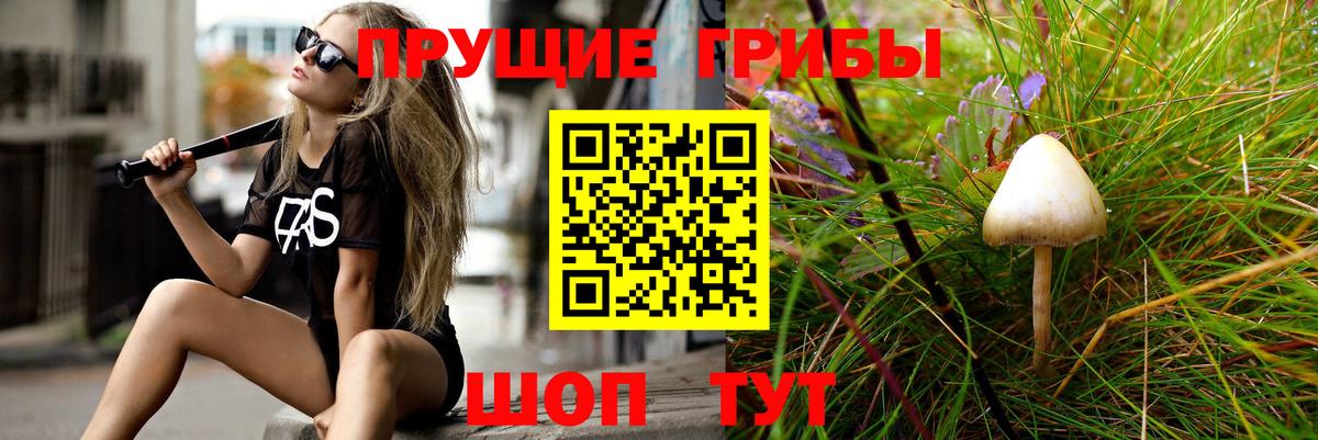 Галлюциногенные грибы Psilocybine cubensis Сыктывкар